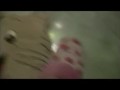 Miss Wagon Vegan Fetish - Cushino Crush - Mi sfogo su di te calpestandoti