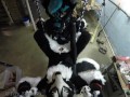 Murrsuiter gets pegged hard by a dominatrix in a swing