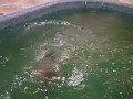 Girl jumps naked into the pool
