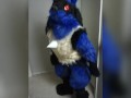 Lucario is Horny for YOU 