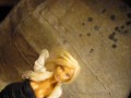 B.B.B.preview: Michelle B. "Nooner F.J."cum only AVI no Slowmo
