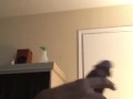 DICK.!!!!