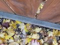 Girl's Quick Outside Piss On Local Fence