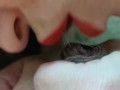 Ultra Close Up HD Licking and Coaxing Flaccid Cock to Hardness
