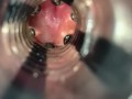 Internal view (with cumshot)