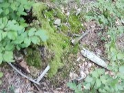 A natural DUMB wife cum slut fuck toy born to be used