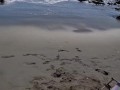 Amateur Blowjob on the beach.  Compilation. cum in face