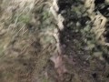 Desperation Pee and CAUGHT by motorists and peeing on his phone