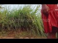 Sri lankan village girl bathing කැලේ ඇලට ඇගහොදන්න ගිය එහා ගෙදර අක්කා