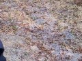 Nature Pee on the Hiking Trail beside a random parked car