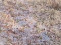 Nature Pee on the Hiking Trail beside a random parked car