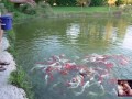 Naked House Tour and Feeding the Pond Fish and Turtle - Cory Chase and Amiee Cambridge