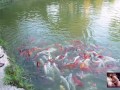 Naked House Tour and Feeding the Pond Fish and Turtle - Cory Chase and Amiee Cambridge