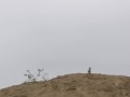 Masturbation While Off Roading On The Trails, Cumming & Pissing On A Sand Dune