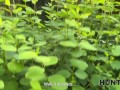 HUNT4K. Pussy Hunting in forest. Hot sex with Maya