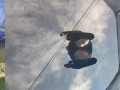 Tall girl in shorts jumping barefooted on a trampoline (slowed down) bottom view