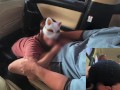 旦那に不倫を疑われて性液チェックされてる人妻はフェラ抜きする