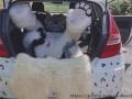 Fluffy car with fun