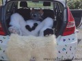 Fluffy car with fun