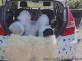 Fluffy car with fun