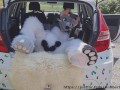 Fluffy car with fun