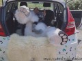 Fluffy car with fun