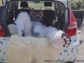 Fluffy car with fun