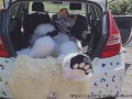 Fluffy car with fun
