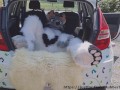 Fluffy car with fun