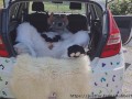 Fluffy car with fun