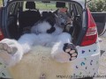 Fluffy car with fun
