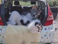 Fluffy car with fun