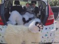 Fluffy car with fun