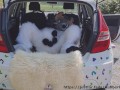 Fluffy car with fun