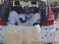 Fluffy car with fun
