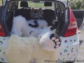 Fluffy car with fun