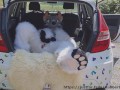 Fluffy car with fun