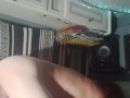 newtoys