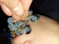 My girlfriend compares which is sweeter and tastier - grapes or my pussy and the answer is obvious