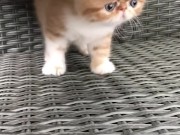 Милые киски только познают мир