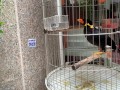 A talking bird in Vietnam. Saigon