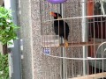 A talking bird in Vietnam. Saigon