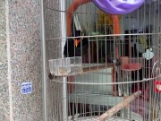 A talking bird in Vietnam. Saigon