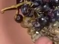 Grapes and horny