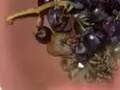 Grapes and horny