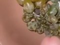 Grapes and horny