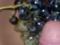 Grapes and horny