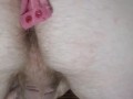 Watch daddy milk his big cock from behind as his asshole puckers in your skimpy lingerie