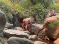 Voyeur couple in nature blowjob