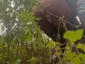 Juiicy1001 Gets Caught Pleasuring Herself In The Forest